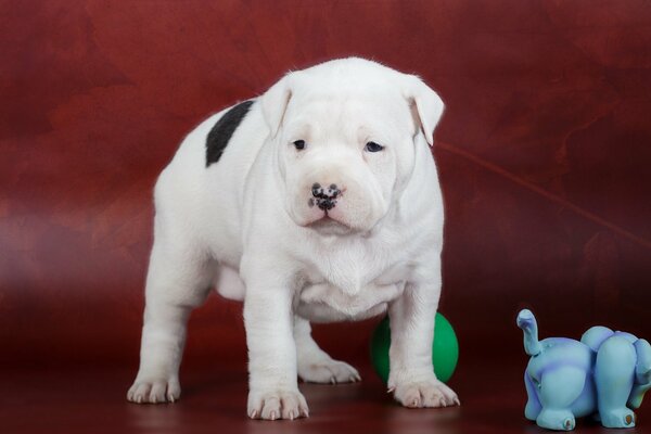 Simpatico cucciolo di Amstaff in bianco e nero