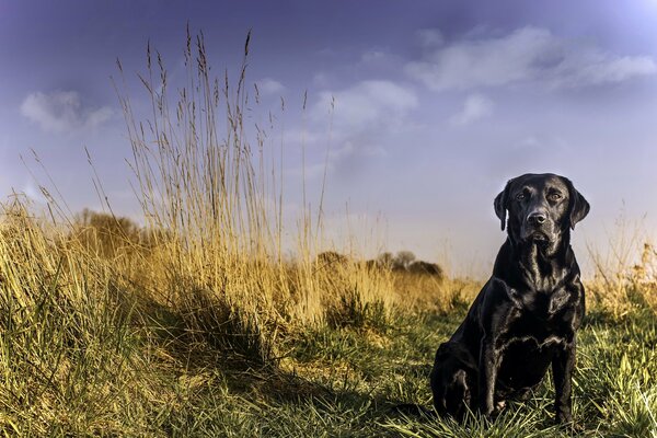 Ein schwarzer Hund glänzt wie ein Labrador aus Seide