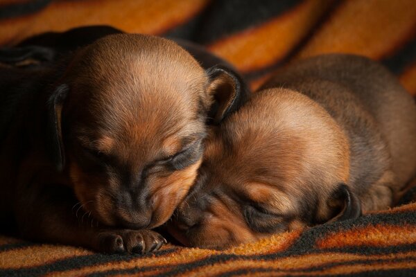 Piccoli cuccioli addormentati