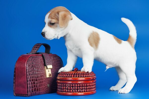 Pequeño cachorro de pie en un ataúd