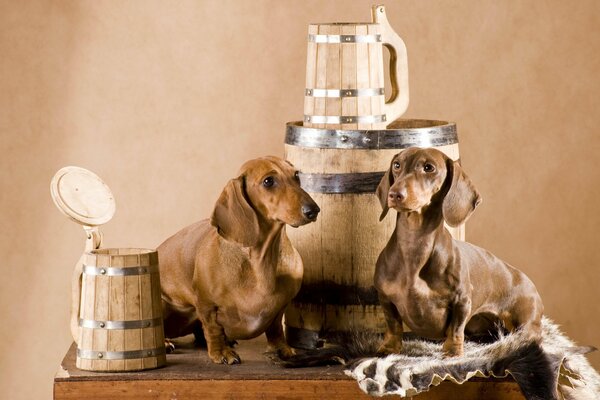 Dos Dachshunds sentados junto a un barril y tazas de madera