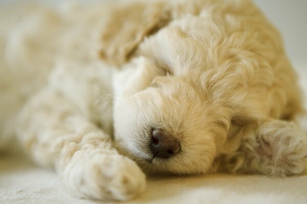 Sweet dream of a little dog