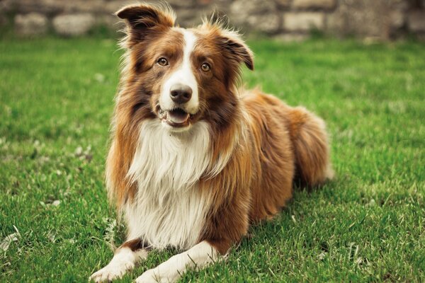 Perro acostado en la hierba en verano