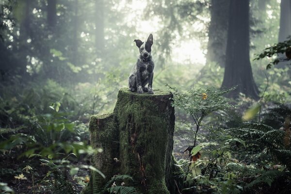 Cane seduto su un grande moncone nella foresta
