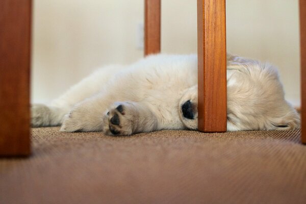 Dog sleeps on a chair, puppy