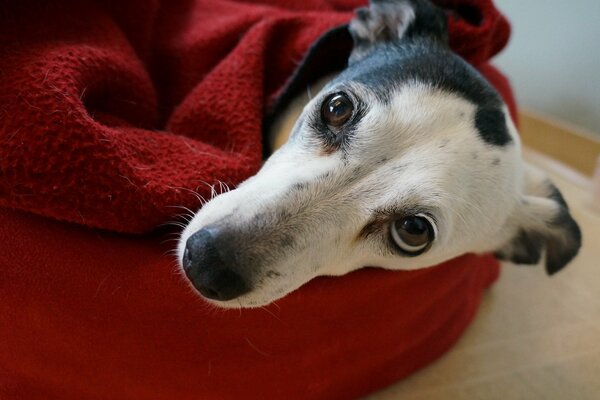 Cute dog in a red plaid