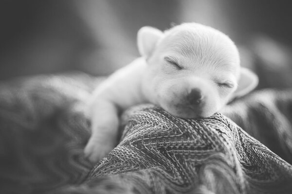 Chiot blanc dort sur un plaid tricoté