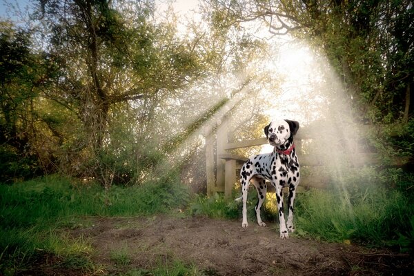 Perro dolmatin fiel amigo