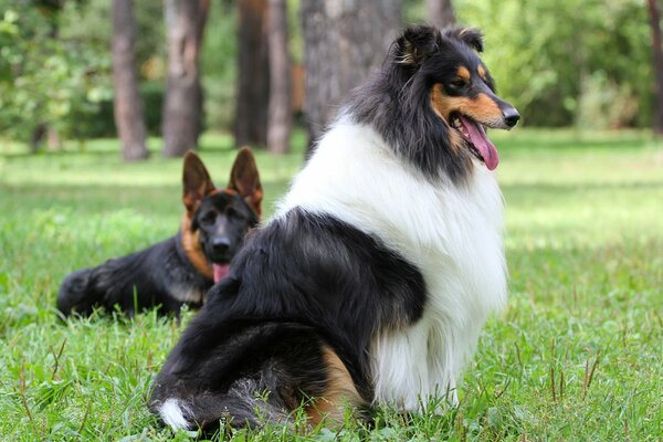 A collie dog and a sheepdog in the woods