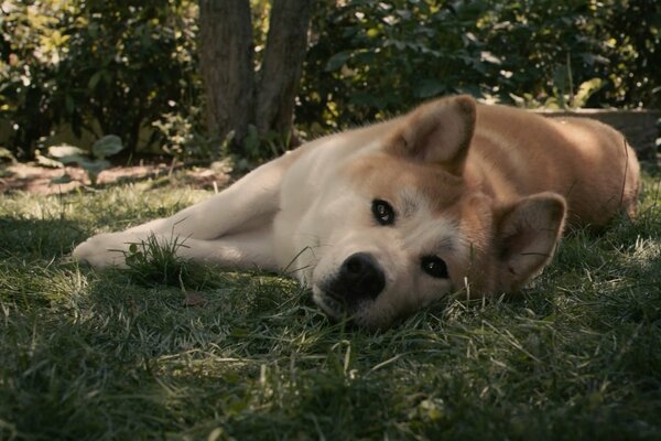 Trauriger Hund, treuer Hund