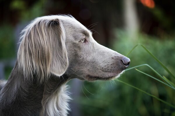 Jagdhund wartet auf Beute und den Ruf des Besitzers