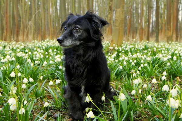 Cane nella foresta su un campo in fiore