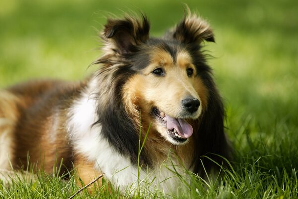 Der Hund liegt auf dem grünen Rasen