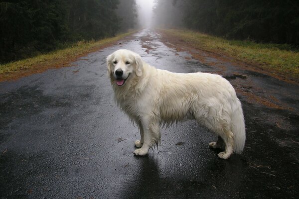 Ein weißer Retriever-Hund steht bei bewölktem Herbstwetter auf der Straße