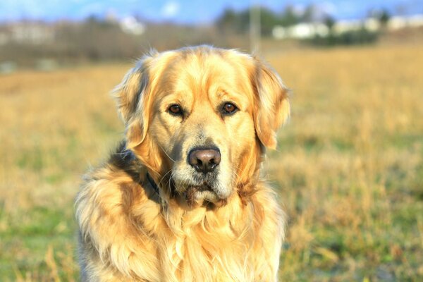 Gelber Labrador sitzt im Feld