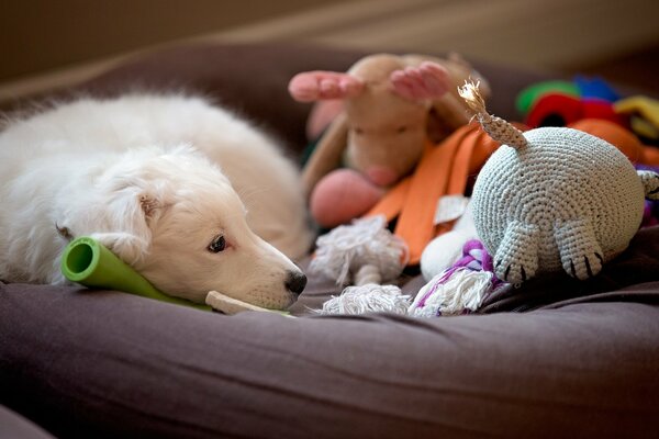 Белая собака лежит игрушка