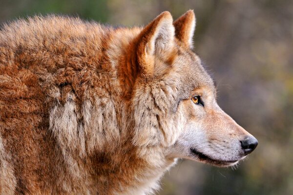 Der durchlässige Blick eines roten Wolfes