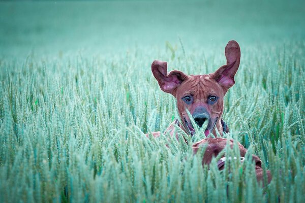 Perro con las orejas levantadas en la hierba en el campo