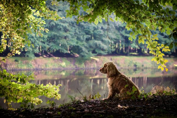 A red-haired dog with long hanging ears sits on the shore of a lake in the park