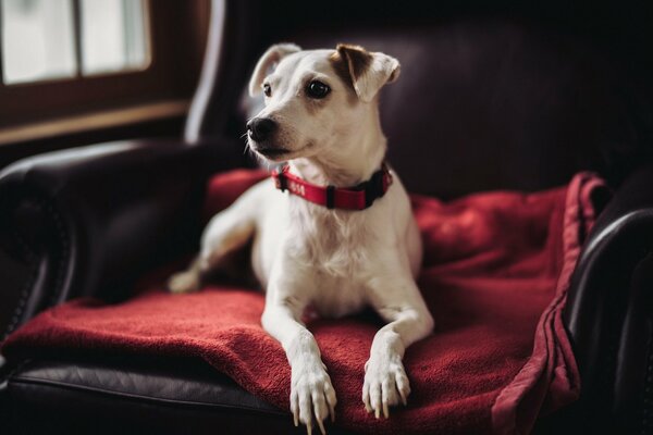 Il cane sulla sedia guarda in lontananza in modo amichevole