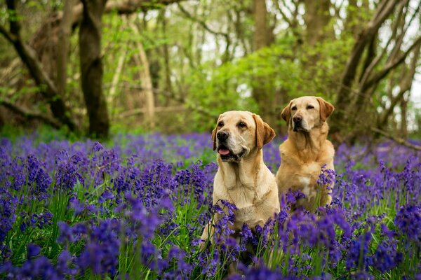 Labrador in campane su uno sfondo di alberi