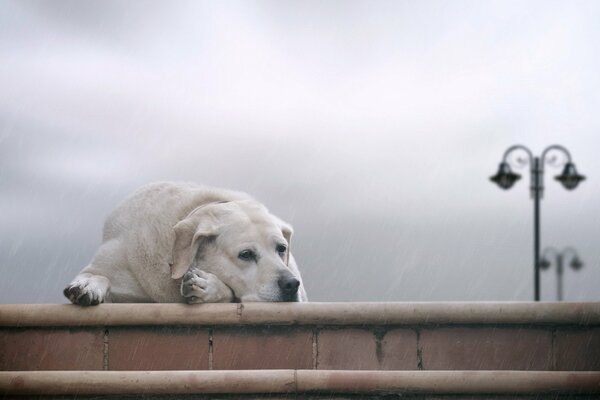 A bored labrador on the street with lanterns