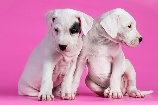 Cachorros dálmatas divertidos sobre fondo rosa