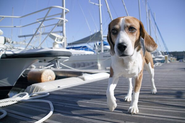 Der Hund geht an der Anlegestelle in der Nähe von Yachten entlang