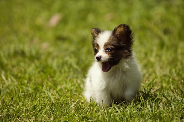 Petit chiot court sur l herbe