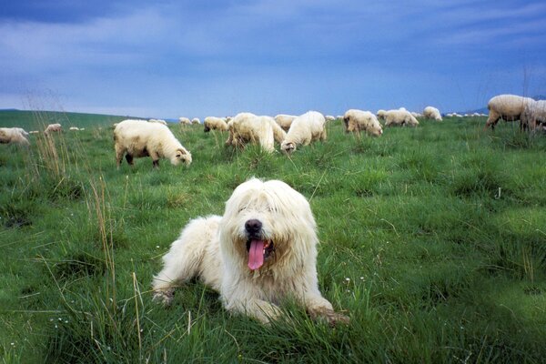 Polish lowland shepherd in the pasture