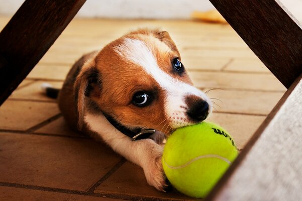 Ein kleiner Welpe will mit einem Ball spielen