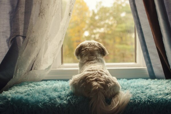 Netter Hund, der aus dem Fenster schaut