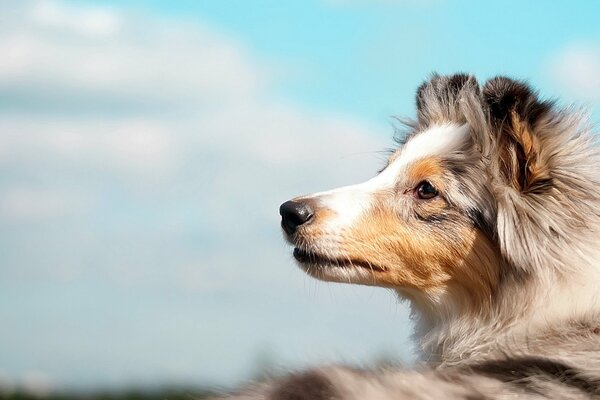 Hund Collie schaut in den Himmel