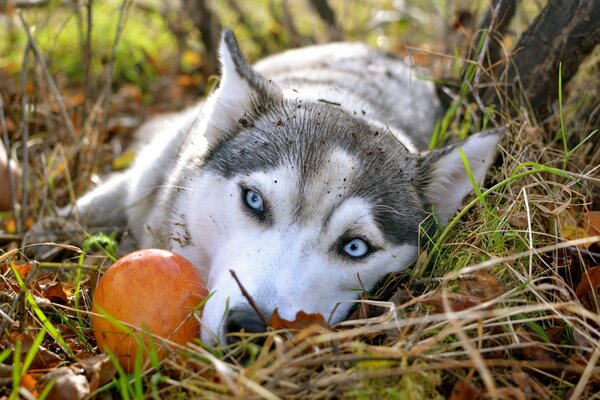 Siberian Husky liegt auf dem Rasen