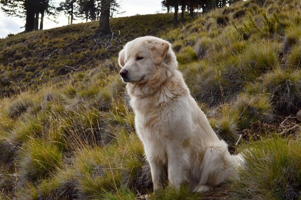 Golden Labrador at the top of the hill