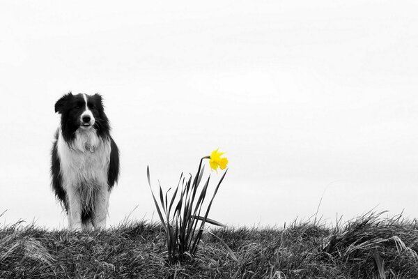 Chien sur une promenade et une fleur jaune