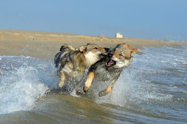 Graue Hunde am Strand spielen