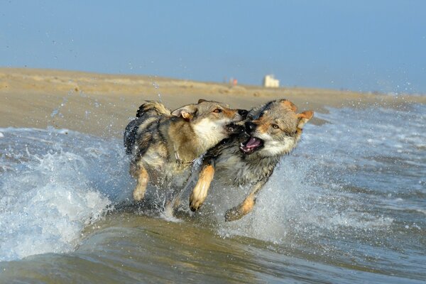 Jugando perros grises en la playa