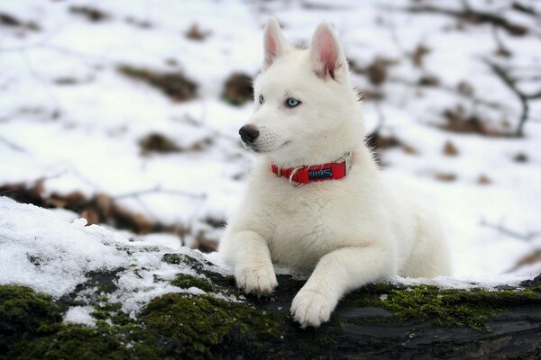 A white dog on white snow