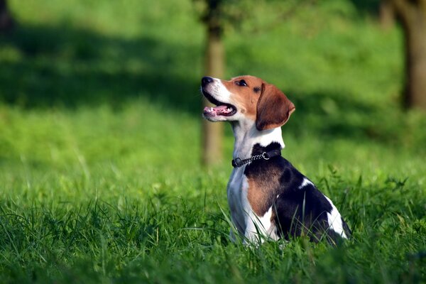 Hunting dog in a green field