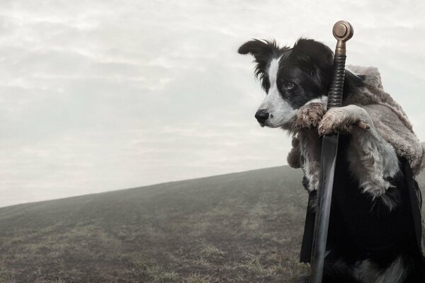 Chien avec une épée sur fond de vallée de montagne