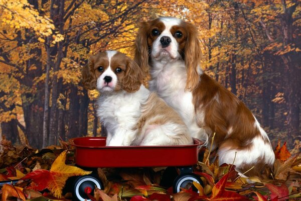 A puppy and his mother are sitting in a cart