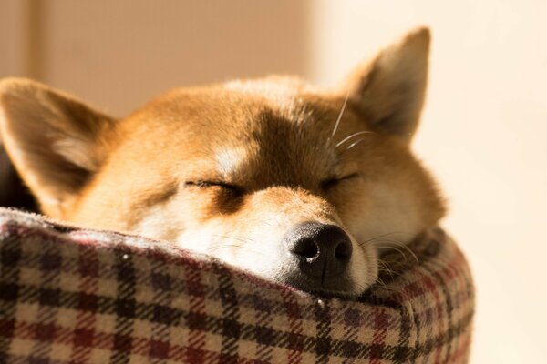 Redhead Hund schläft auf der couch