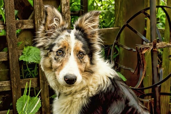 La mirada del perro amigo del hombre