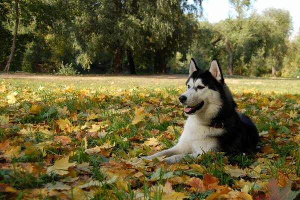 El perro Husky yace en las hojas de otoño