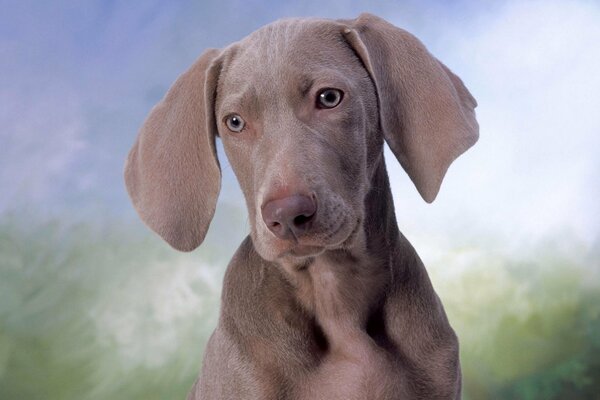 Ojos amables, orejas de perro colgantes