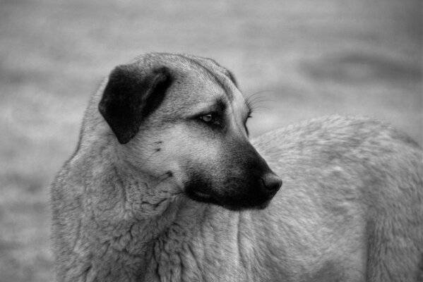 Черно-белое изображении бездомной собаки с грустным взглядом