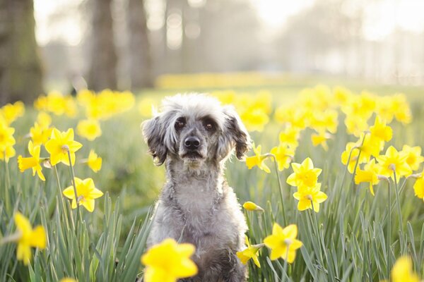 Cane in fiori gialli in primavera