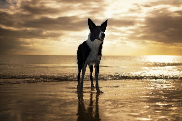 Dog on the ocean sunset