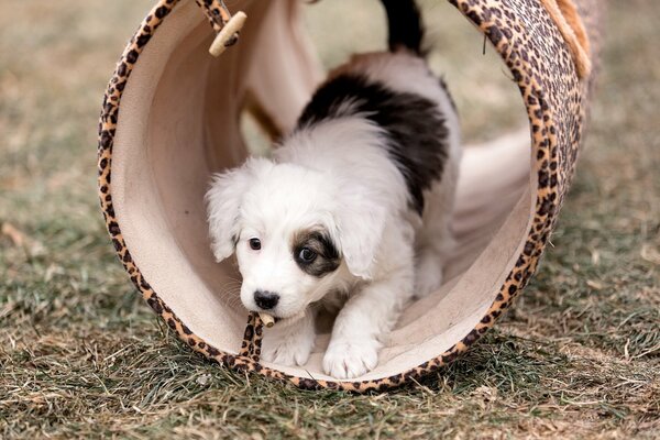 Photo de chiot mignon noir et blanc